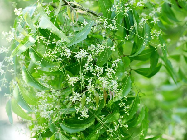 ಮೊಡವೆಗಳನ್ನು ನಿಯಂತ್ರಿಸಲು 