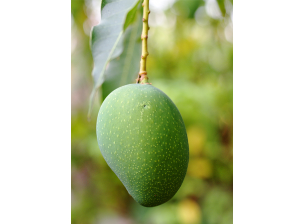 ಮೊಡವೆಗಳನ್ನು ನಿವಾರಿಸುತ್ತದೆ