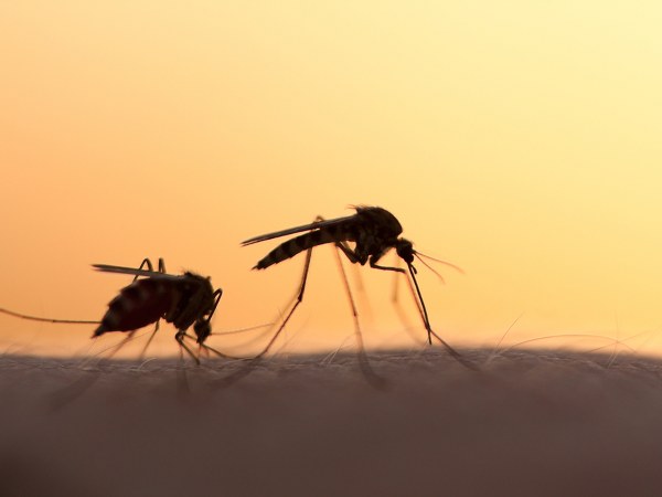 How to prevent mosquitoes during rainy season