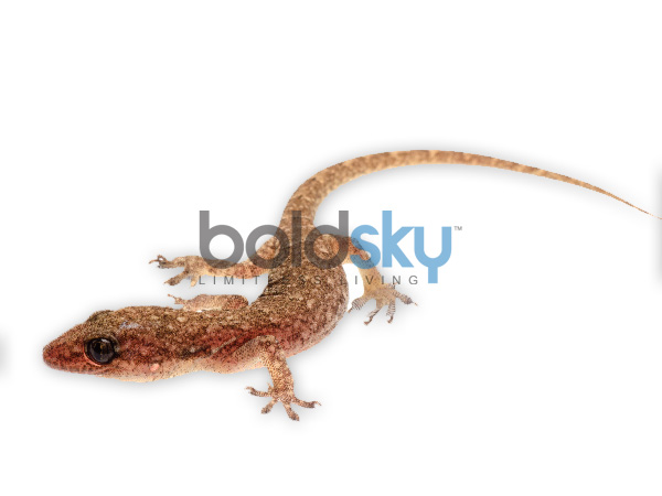 ಹಿಂದೂ ಪುರಾಣಗಳಲ್ಲಿ