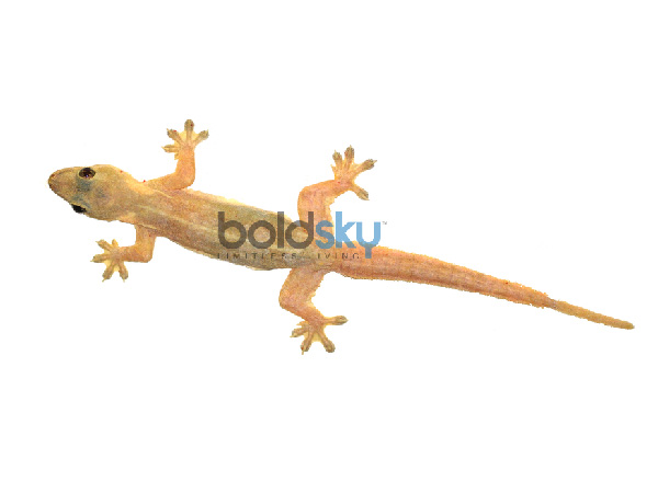 ಅಕಸ್ಮಾತ್ ಆಗಿ ಹಲ್ಲಿ ಮೈಮೇಲೆ ಬಿದ್ದರೆ