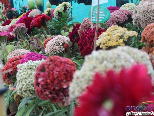 ಲಾಲ್‌ಬಾಗ್ ಪುಷ್ಪಪ್ರದರ್ಶನದ ಝಲಕ್