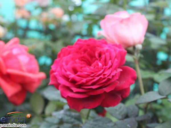 ಲಾಲ್‌ಬಾಗ್ ಪುಷ್ಪಪ್ರದರ್ಶನದ ಝಲಕ್