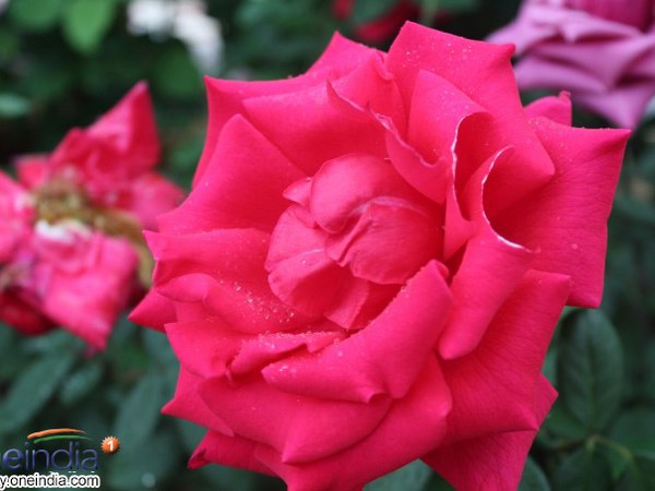 ಲಾಲ್‌ಬಾಗ್ ಪುಷ್ಪಪ್ರದರ್ಶನದ ಝಲಕ್