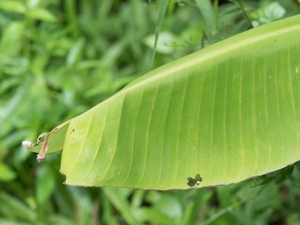 ಆರೋಗ್ಯಕರ ಆಹಾರ ಸೇವನೆಯ ವಿಧಾನ
