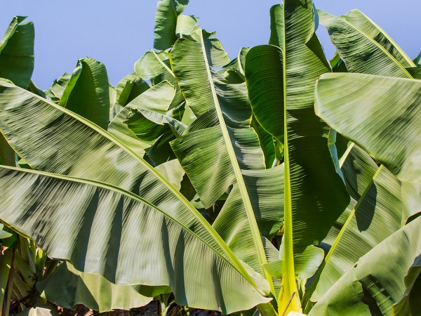 ಆರೋಗ್ಯಕರ ಆಹಾರ ಸೇವನೆಯ ವಿಧಾನ