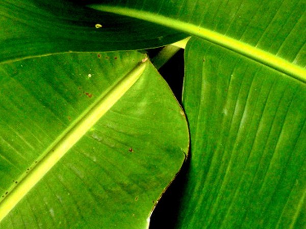 ಅತಿ ನಿರ್ಮಲರೂಪದಲ್ಲಿ ಲಭ್ಯವಿದೆ