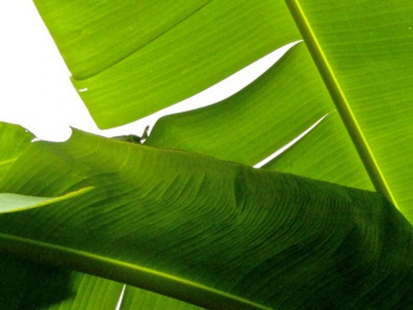 ರಾಸಾಯನಿಕ ರಹಿತವಾಗಿದೆ