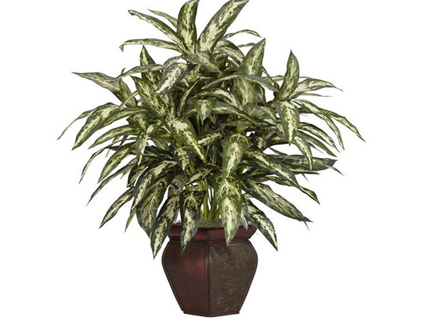 ಛತ್ರಿ ಗಿಡ (Arboricola Floor Plant)