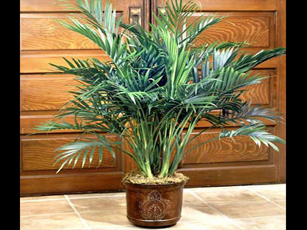 ಪುಟ್ಟ ಈಚಲು ಗಿಡ (Cat Palm Floor Plant)