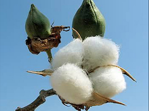 ಮರಗಳನ್ನು ನೆಡುವುದರಿಂದ 