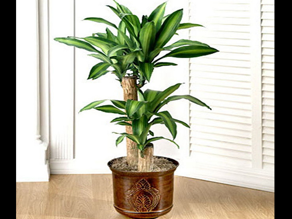 ಮೆಕ್ಕೆಜೋಳದಂತಹ ಬಿದಿರಿನ ಗಿಡ (Mass Cane Floor Plant) 