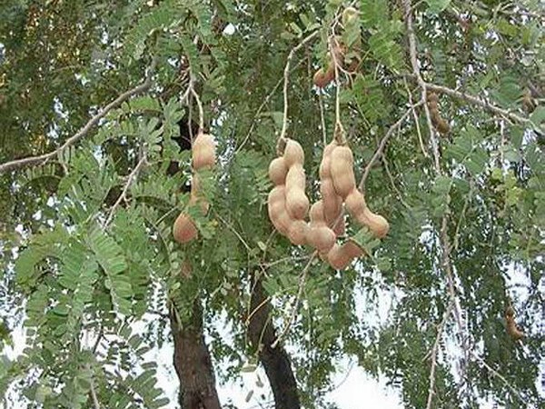 ಮುಳ್ಳುಗಳಿರುವ ಗಿಡಗಳಿರಬಾರದು