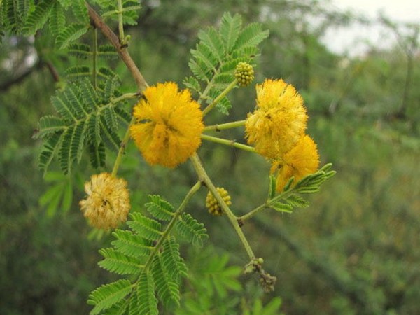 ಮುಳ್ಳುಗಳಿರುವ ಗಿಡಗಳಿರಬಾರದು