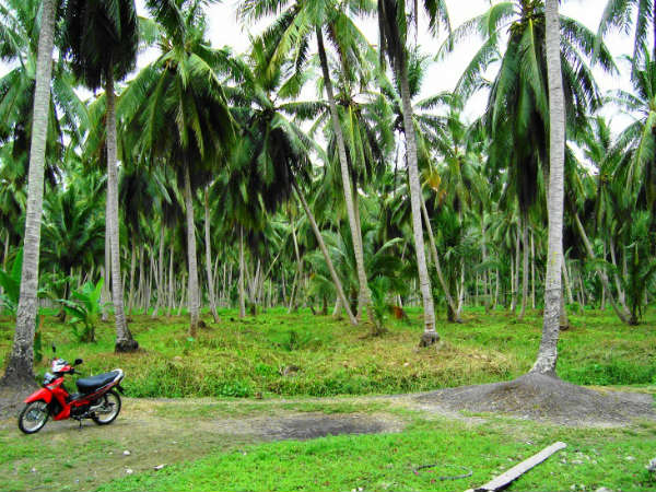 ಮರಗಳನ್ನು ನೆಡುವುದರಿಂದ 