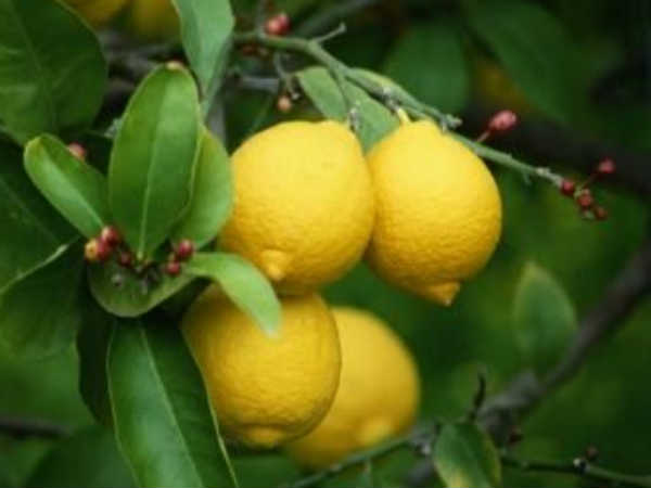 ಹಸಿರುದ್ರಾಕ್ಷಿಕಹಿ ಹುಳಿ ಅಥವಾ ಕಹಿ ಲಿಂಬೆಹಣ್ಣು