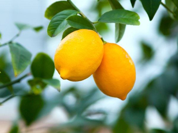 ಶೌಚಾಲಯದ ಸೀಟ್ ಸ್ವಚ್ಛಗೊಳಿಸಲು