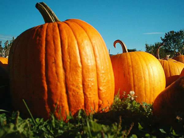 ಮೂತ್ರವರ್ಧಕವಾಗಿ ಕುಂಬಳ ಕಾಯಿಯ ಬಳಕೆ