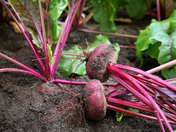 Try this beetroot pack for treating hair loss
