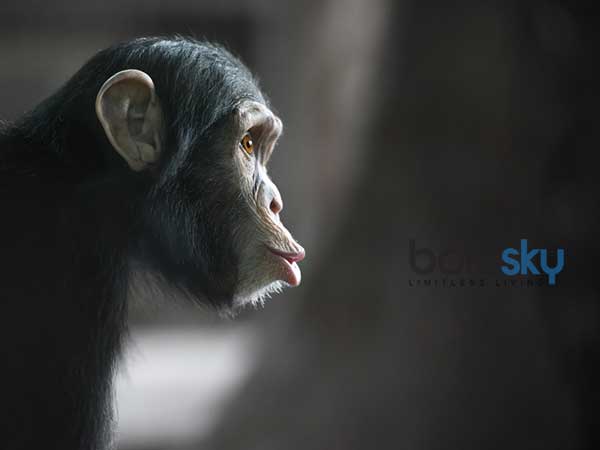 ಗೋರಿಲ್ಲಾ ಮತ್ತು ಚಿಂಪಾಂಜಿಗಳು (ವಾನರಗಳು)