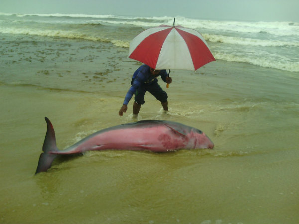 ಡಾಲ್ಫಿನ್