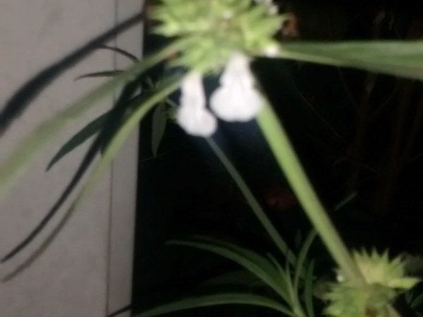 ಡಾರ್ಕ್ ಸರ್ಕಲ್, ಕಣ್ಣಿನ ಉರಿ ಇತ್ಯಾದಿ ಸಮಸ್ಯೆಗೂ ರಾಮಬಾಣ ತುಂಬೆ