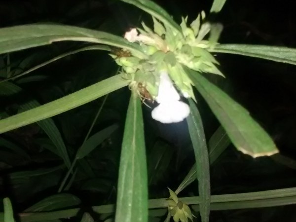 ಜೀರ್ಣಶಕ್ತಿ ಹೆಚ್ಚಿಸುವ ಸಾಮರ್ಥ್ಯ ತುಂಬೆಗಿದೆ