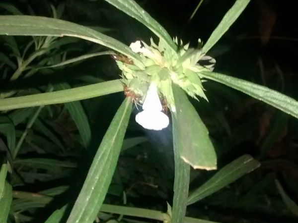 ಹಾವು ಕಡಿತವಾದಾಗ ಸಹಾಯಕ