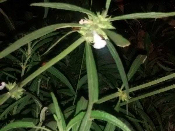 ಶೀತ ಕಡಿಮೆ ಮಾಡಲು ತುಂಬೆ ರಸ