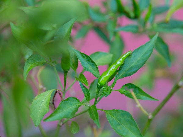 ಹಸಿಮೆಣಸಿನಕಾಯಿ ಗಿಡ