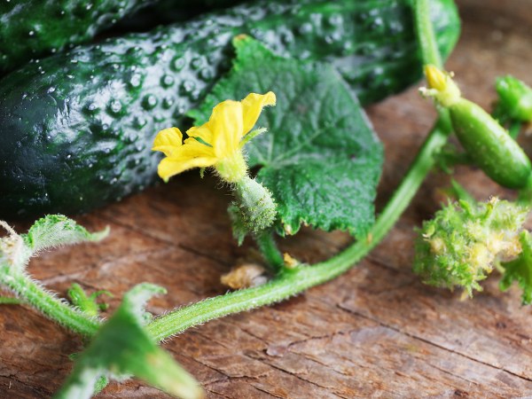 ಸೌತೆಬಳ್ಳಿ