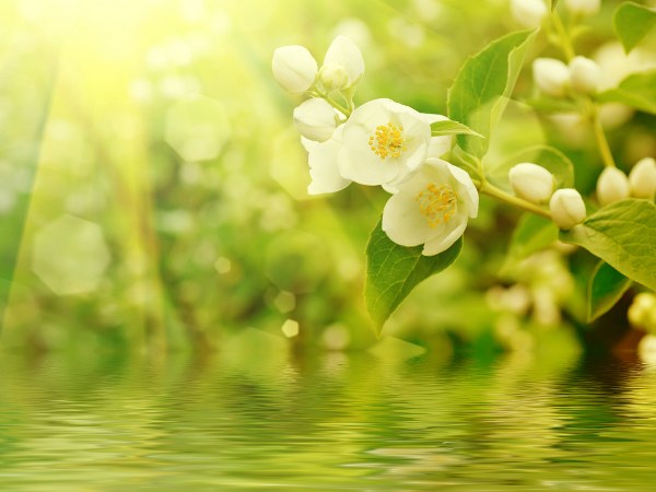 ಮಲ್ಲಿಗೆ, ಜಾಜಿ ಹೂವಿನ ಬಳ್ಳಿ