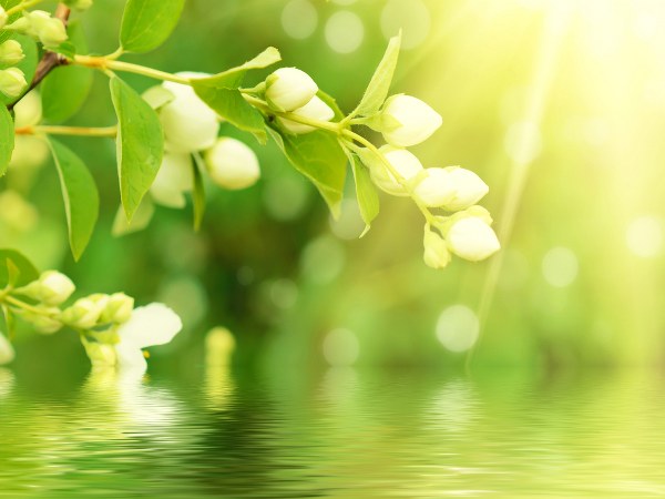 ಮಲ್ಲಿಗೆ, ಜಾಜಿ ಹೂವಿನ ಬಳ್ಳಿ