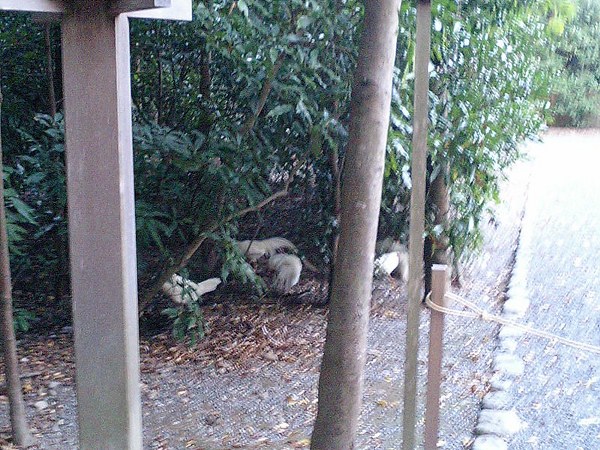 ಜಪಾನಿನ ಐಸೆ ಗ್ರಾಂಡ್ ಮಂದಿರ