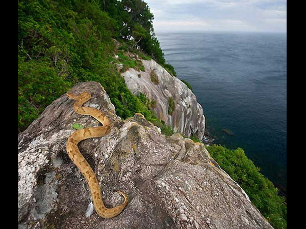 ಬ್ರೆಜಿಲ್ ದೇಶದ ಹಾವುಗಳ ದ್ವೀಪ