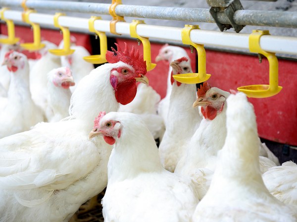 ಕೋಳಿ ಬೆಳೆಯಲು ನೀಡಲಾಗುವ ಗ್ರೋಥ್ ಹಾರ್ಮೋನುಗಳು