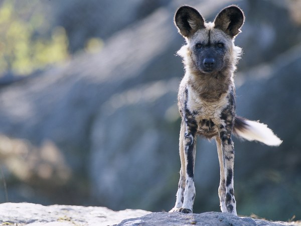 ಆಫ್ರಿಕಾದ ಕಾಡು ನಾಯಿ
