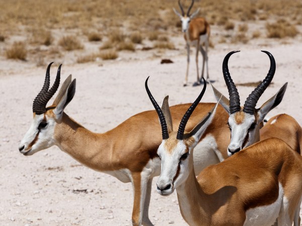 ಸ್ಪ್ರಿಂಗ್‌ಬಾಕ್