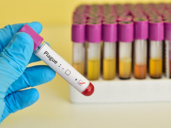 ಪ್ಲೇಗ್ ಮಾರಿ