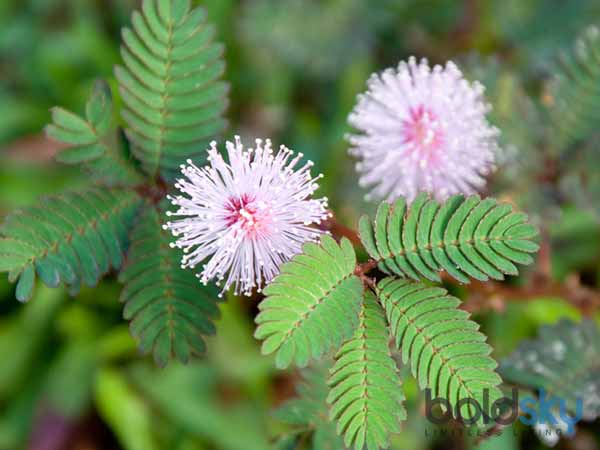 ಬಾಣಂತಿಯರ ಹೊಟ್ಟೆ ಕರಗಿಸಲು ಸಹಕಾರಿ