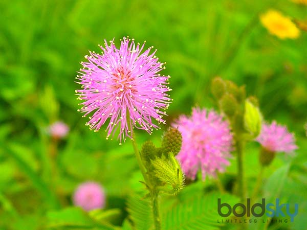 ಮೂಲವ್ಯಾಧಿ ಸಮಸ್ಯೆಗೆ ಪರಿಹಾರ ನೀಡುತ್ತೆ