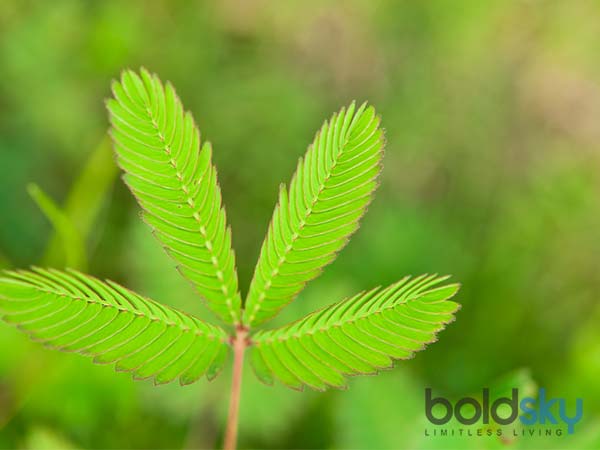 ಬಾವುಗಳ ನಿವಾರಣೆಗೆ ಸಹಕಾರಿ