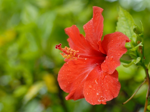 ಜ್ವರವನ್ನು ನಿವಾರಿಸುತ್ತದೆ