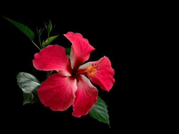 ಕೂದಲು ಬೆಳ್ಳಗಾಗುವಿಕೆ