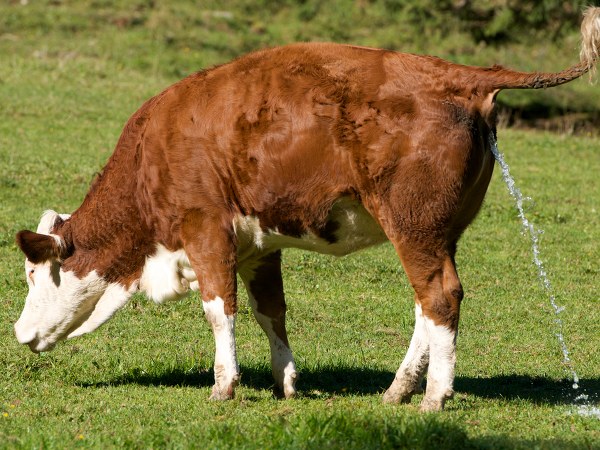 ರೋಗ ನಿರೋಧಕ ಶಕ್ತಿ ಹೆಚ್ಚಿಸುತ್ತದೆ 