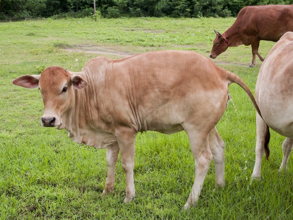 ಆಯುರ್ವೇದದ ಪ್ರಕಾರ
