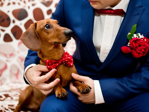 ಪ್ರಾಣಿಗಳೊಂದಿಗೆ ಮದುವೆ ಪ್ರಾಣಿಗಳೊಂದಿಗೆ ಮದುವೆ