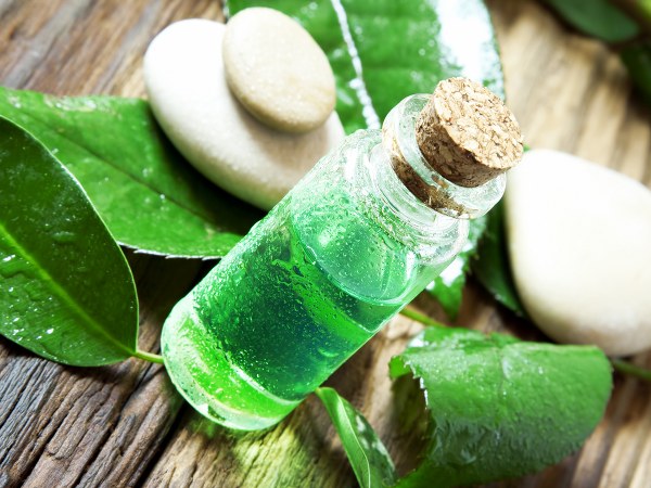 Essential oils that are effective pest repellents