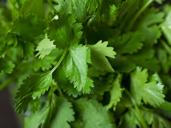 ರಕ್ತ ಹೆಪ್ಪುಗಟ್ಟಲು ಸಹಕರಿಸುತ್ತದೆ