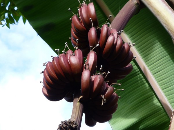 ತಕ್ಷಣದ ಶಕ್ತಿ ನೀಡುತ್ತದೆ